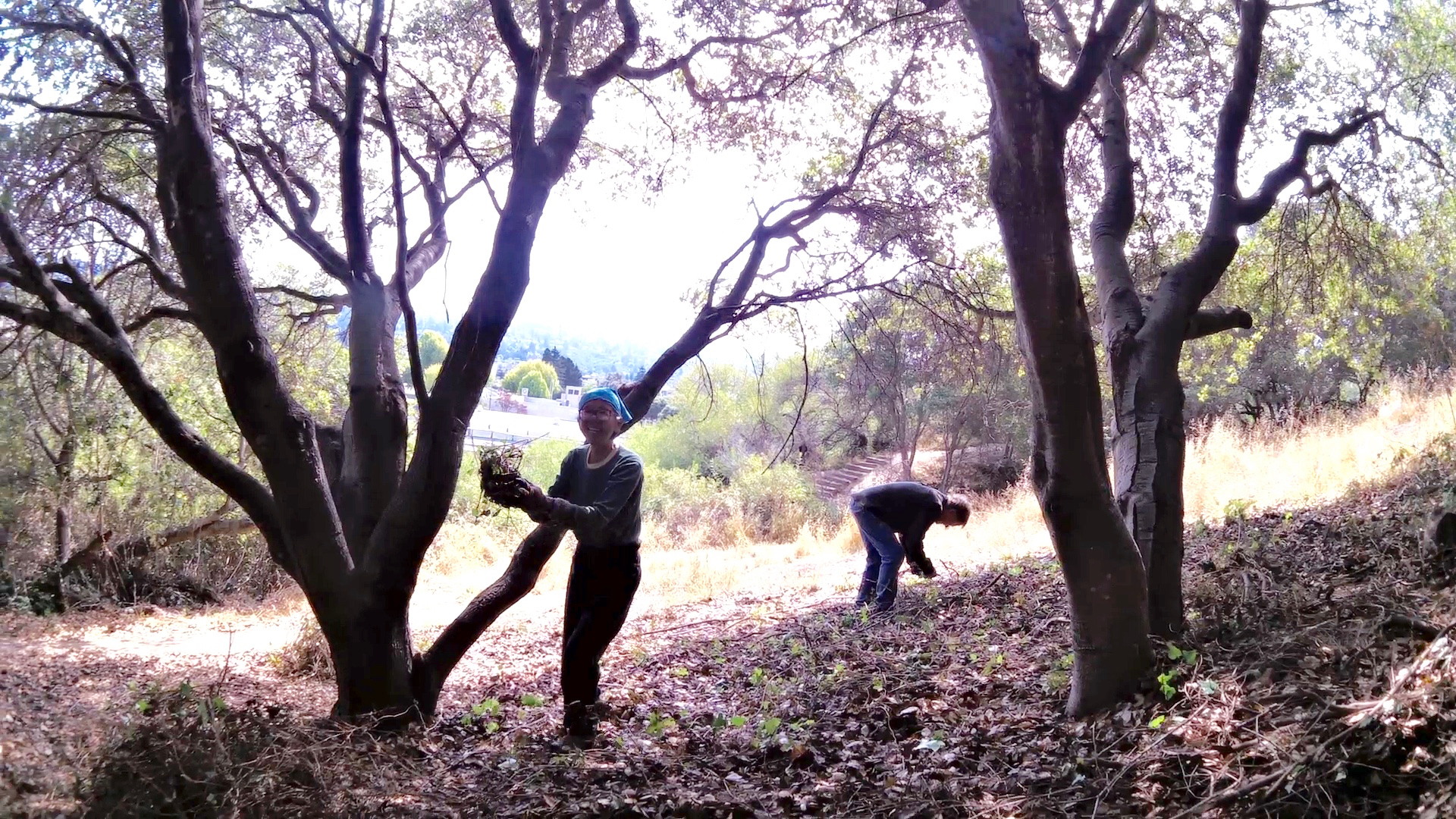 Marian with ivy ball; pulling ivy in oak woodland, Albany Hill